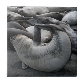 De Cerâmica O selo da sereia - azulejo