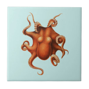 DE CERÂMICA OCTOPUS SEALIFE AZULEJO CERÂMICO