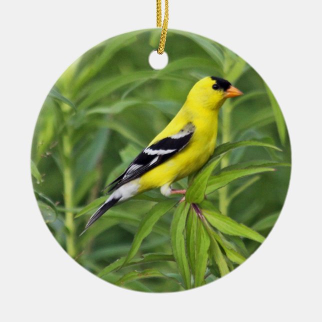De Cerâmica Ornamento americano do Goldfinch (Frente)