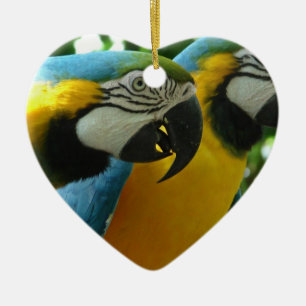 De Cerâmica Ornamento azul e Dourado dos Macaws