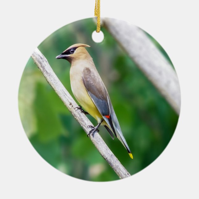 De Cerâmica Ornamento Cedar Waxwing (Traseira)
