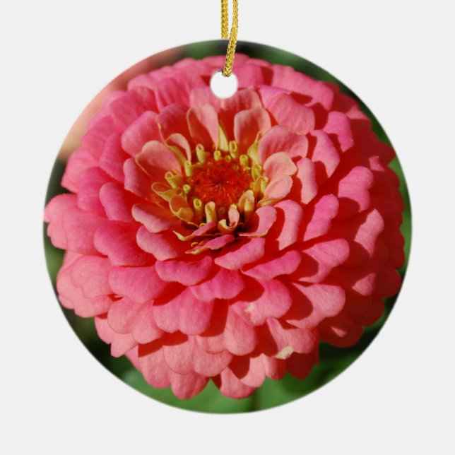 De Cerâmica Ornamento cor-de-rosa do Zinnia (Frente)