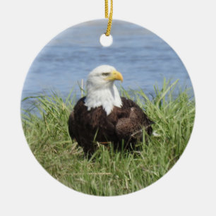 De Cerâmica Ornamento da fauna selvagem, águia careca, naturez
