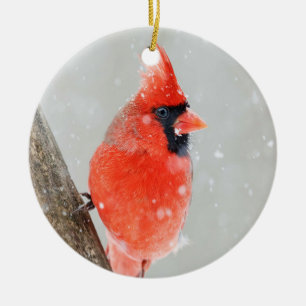 De Cerâmica Ornamento do Cardeal Vermelho Male Snowy Branch