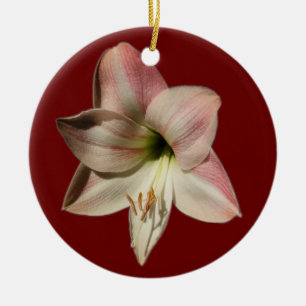 De Cerâmica Ornamento do ~ do Amaryllis