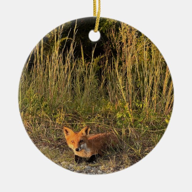 De Cerâmica Ornamento Fotográfico Fox (Frente)
