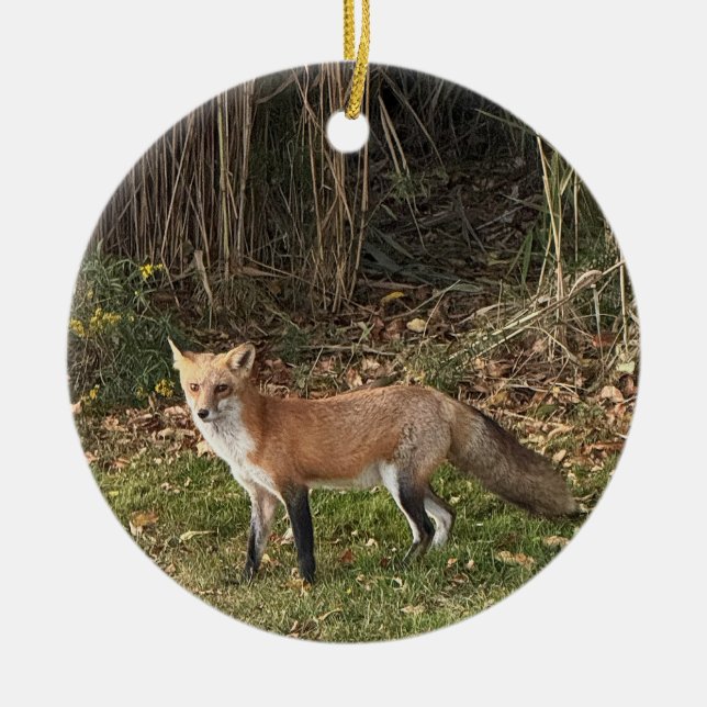 De Cerâmica Ornamento Fotográfico Fox (Frente)