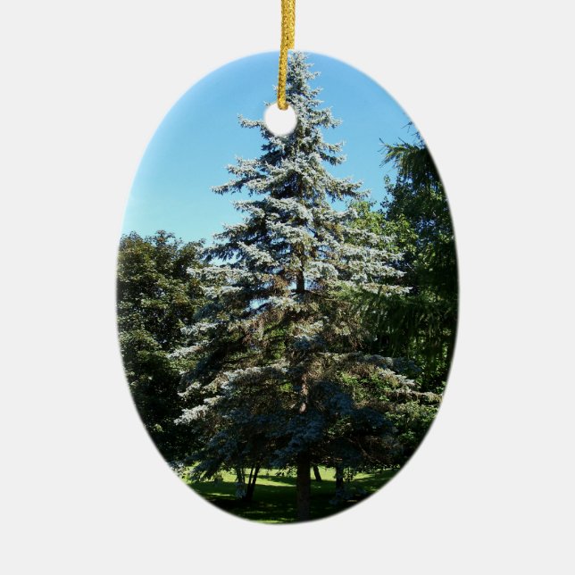 De Cerâmica Ornamento Spruce azul (Frente)
