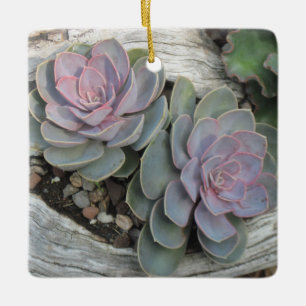 De Cerâmica Ornamento succulto Echeveria
