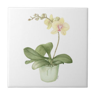 De Cerâmica Orquídea em um azulejo botânico do pote verde