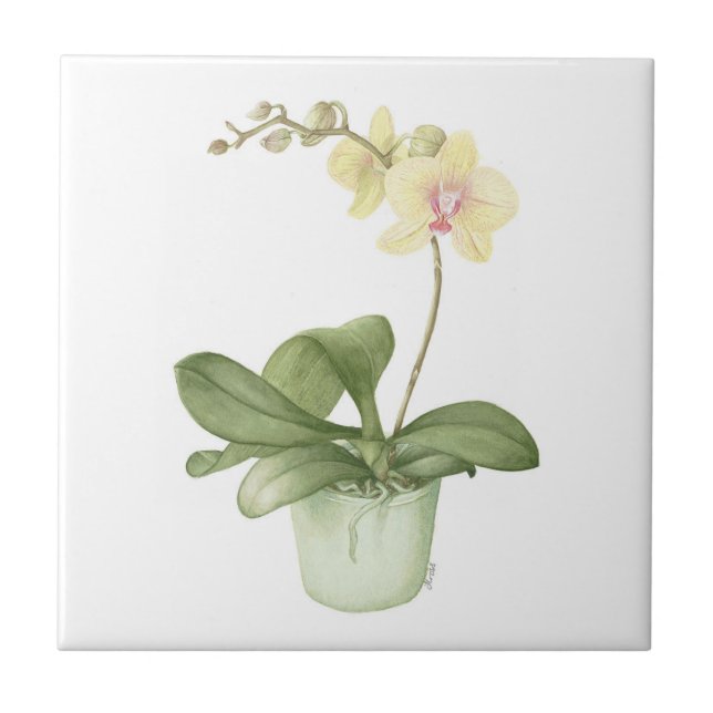 De Cerâmica Orquídea em um azulejo botânico do pote verde (Frente)