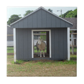 De Cerâmica Ovinos no Azulejo BarnHouse