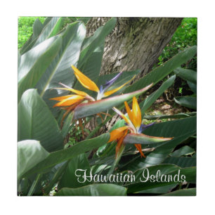 De Cerâmica Pássaro Azulejo cerâmico do Paraíso