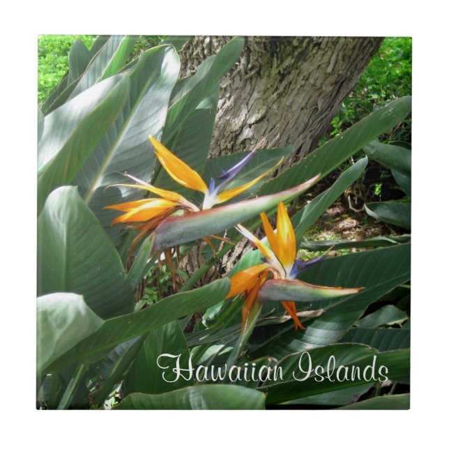 De Cerâmica Pássaro Azulejo cerâmico do Paraíso (Frente)