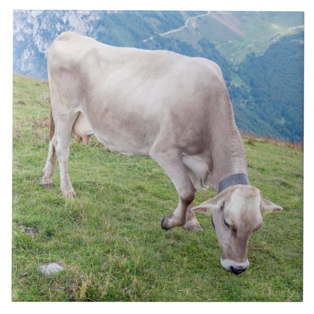 De Cerâmica Pastagem em Vaca no azulejo cerâmico dos Alpes (Frente)