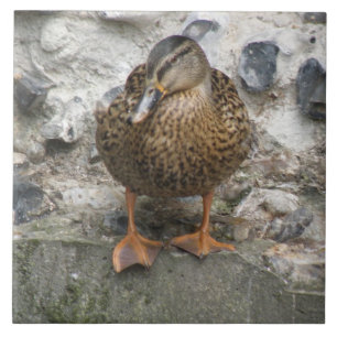 De Cerâmica Pato em um azulejo da parede