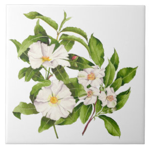 De Cerâmica "Paz na Terra" num Azulejo cerâmico