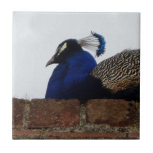 De Cerâmica Peacock Pequeno (4,25" x 4,25") Azulejo fotográfic