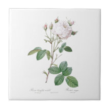 PIERRE-JOSEPH REDOUTÉ "CABBAGE ROSA" AZULEJO CERAM