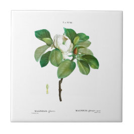 DE CERÂMICA  PIERRE-JOSEPH REDOUTÉ MAGNOLIA AZULEJO CERÂMICO