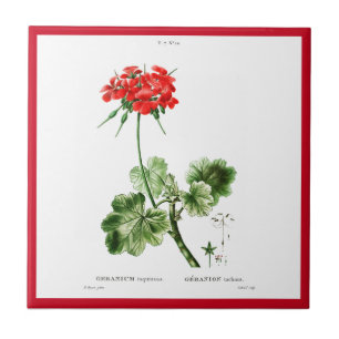 DE CERÂMICA  PIERRE-JOSEPH REDOUTÉ "RED GERANIUM" AZULEJO CER