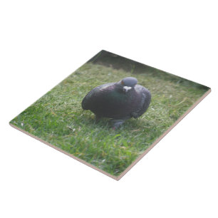 De Cerâmica Posicionando o Azulejo Pigeon