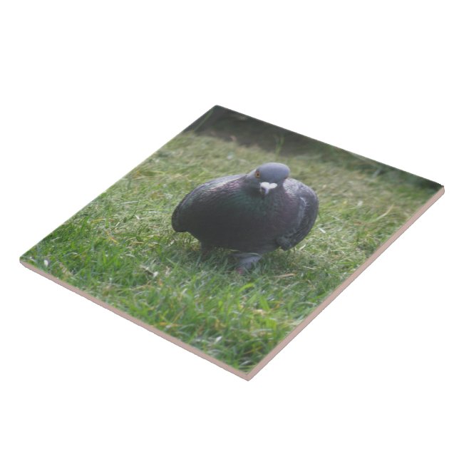 De Cerâmica Posicionando o Azulejo Pigeon (Lateral)