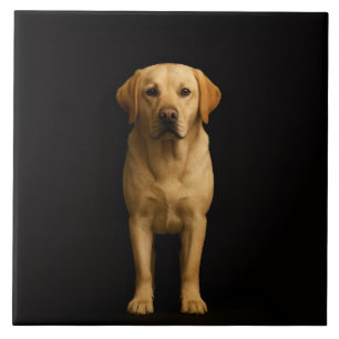 De Cerâmica Preto 4 Luxo Azulejo com Labrador Minimalista