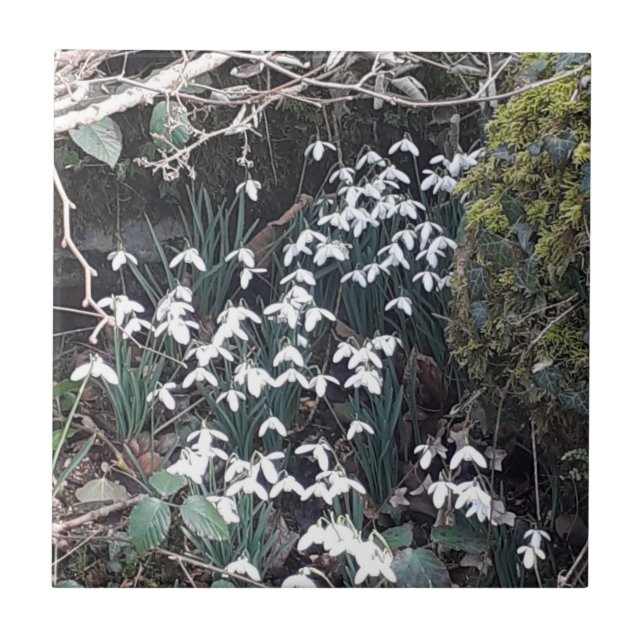 De Cerâmica Primavera Snowdrops Azulejo cerâmico (Frente)