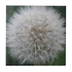 De Cerâmica Propagando Azulejo Dandelion Flor