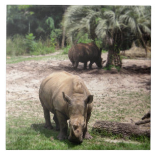 De Cerâmica Rhinos no azulejo da foto do safari