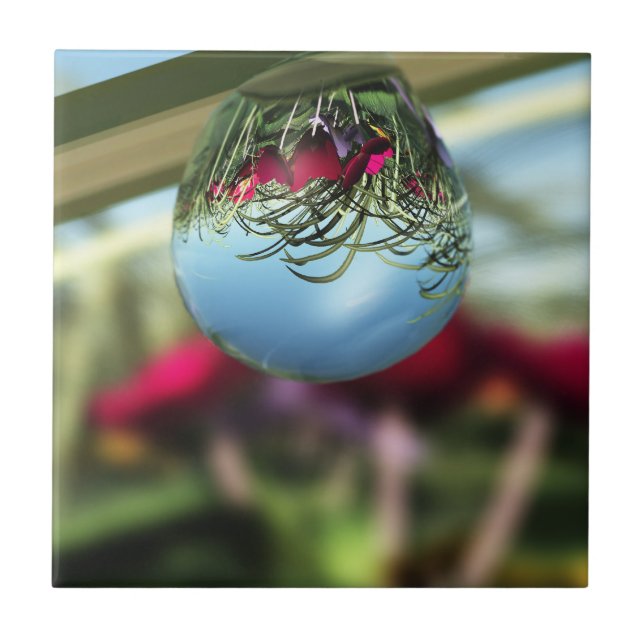 De Cerâmica Rosas no Azulejo decorativo do Raindrops (Frente)