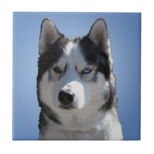 De Cerâmica Rouco Dog Art Azulejo cerâmico Malamute Wolf Eyes