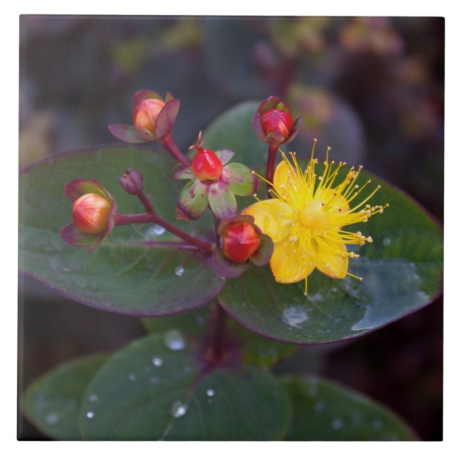 De Cerâmica Rua, Azulejo decorativo do John (Frente)
