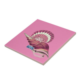 De Cerâmica SDCs rosa(Plumb Shells) do azulejo ©️ 2024