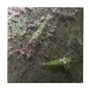 De Cerâmica Shrimps Pequeno (4,25" x 4,25") Azulejo fotográfic