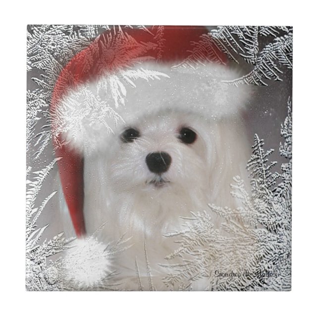 De Cerâmica Snowdrop o azulejo decorativo maltês (Frente)