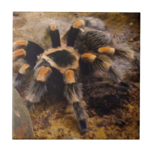 De Cerâmica Tarantula Pequeno (4,25" x 4,25") Azulejo fotográ