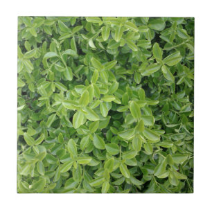 De Cerâmica Tipo verde azulejo do arbusto da conversão da fot