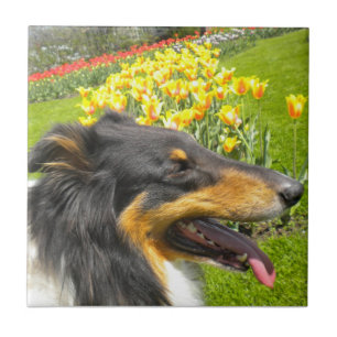 De Cerâmica Trivet Três Collie N, Azulejo Tulips