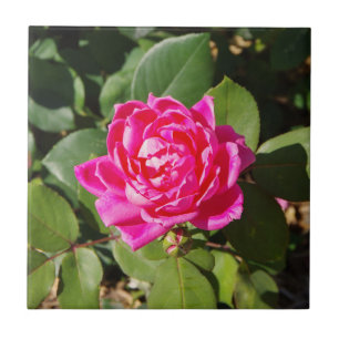 De Cerâmica Um azulejo Rosa Rosa Rosa Rosa Rosa