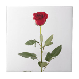 De Cerâmica Único azulejo da rosa vermelha