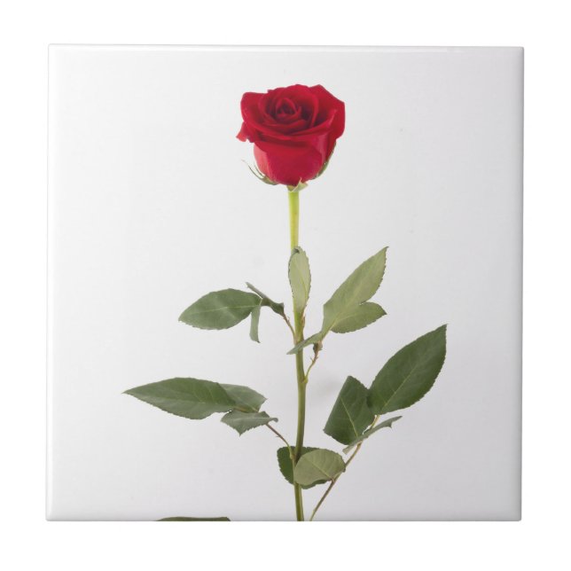 De Cerâmica Único azulejo da rosa vermelha (Frente)