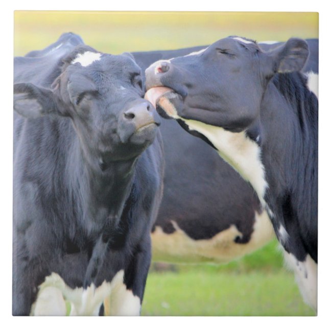 De Cerâmica Vaca melhores amigos beija Azulejo (Frente)