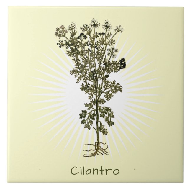 De Cerâmica Vintage Cilantro Herb Botantro Azulejo cerâmico (Frente)