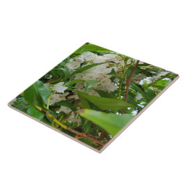 De Cerâmica White Mountain Laurel deixa Azulejo cerâmico