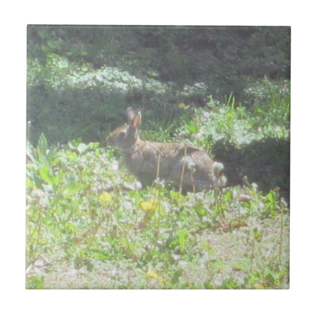 De Cerâmica Wild Bunny Azulejo (Frente)