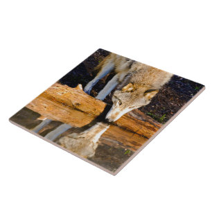 De Cerâmica Wolf Reflete Azulejo cerâmico