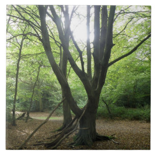 De Cerâmica Woodland Sunshine Azulejo