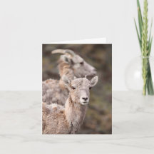 Assistindo Ewe - Cartão 10cm x 14cm